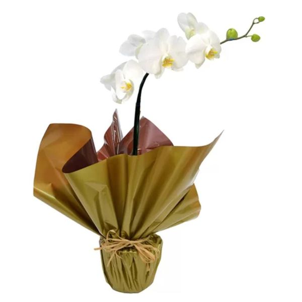 Orquideas Decoradas(Oferta Imbativel)
