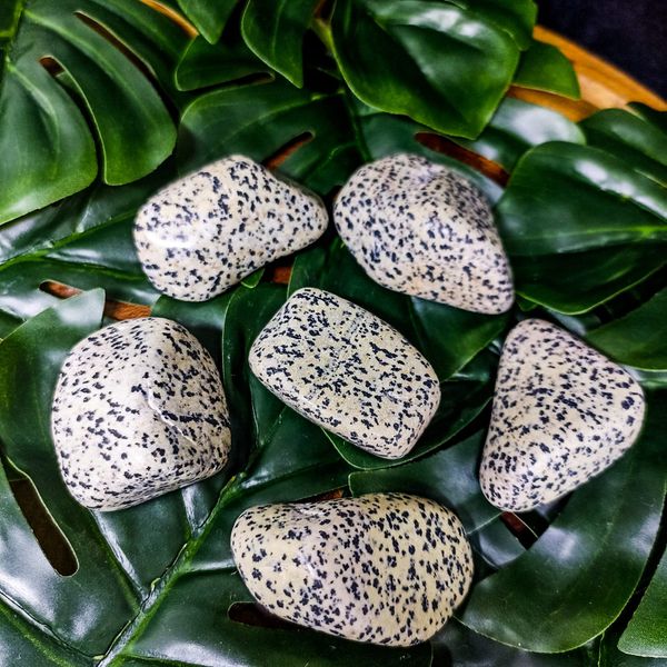 Jaspe Dalmata Rolada 3/6