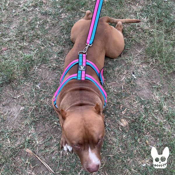 patty Peitoral Neon Paty 40mm | Dogvix