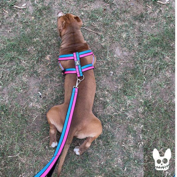 Peitoral Neon Paty 40mm | Dogvix