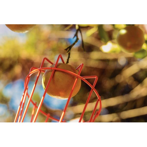 COLHEDOR DE FRUTAS SEM CABO