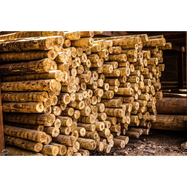 MADEIRA EUCALIPTO PEÇA