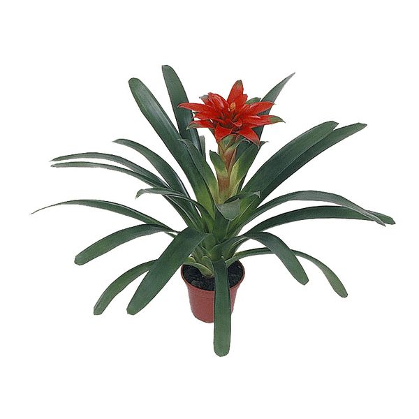 Bromélia Denise Pt14