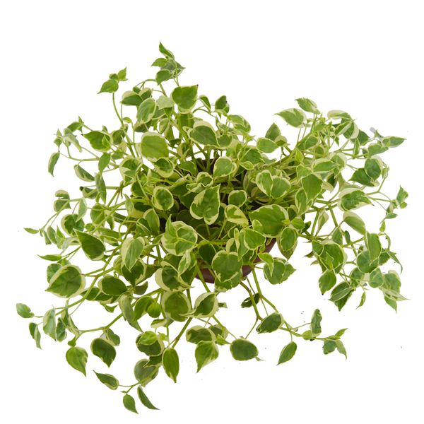 Peperomia Cuia 21
