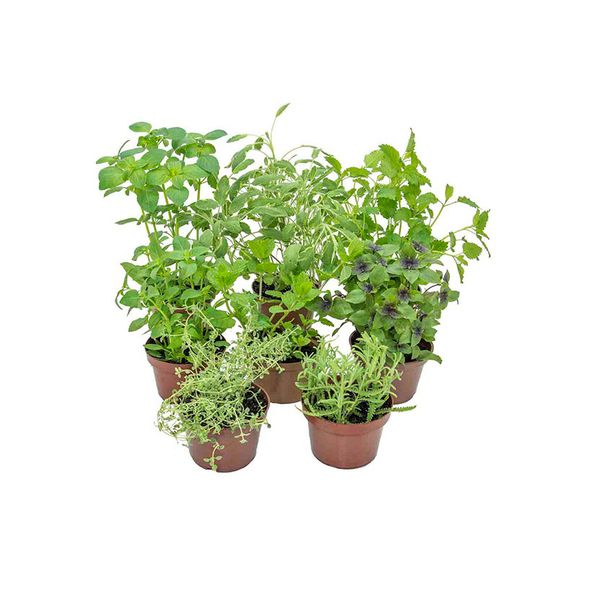 Ervas Aromáticas PT14