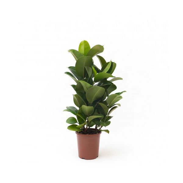 Ficus Elastica PT24