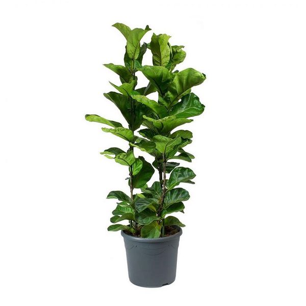 Ficus Lyrata PT24