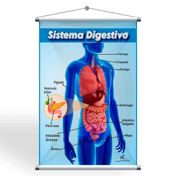 Aprenda sobre o sistema digestivo de forma divertida com o Banner Pedagógico! 