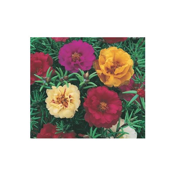 FLORES PORTULACA SORTIDA 1G