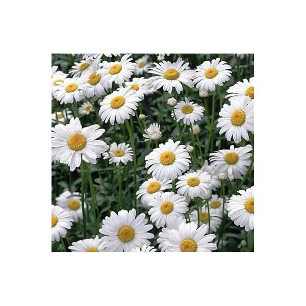 HORTALICA SEMENTE PLATINA CAMOMILA 1G