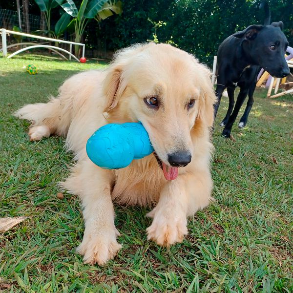 Tartaruga Brinquedo Porte Grande - Big Bull Pet