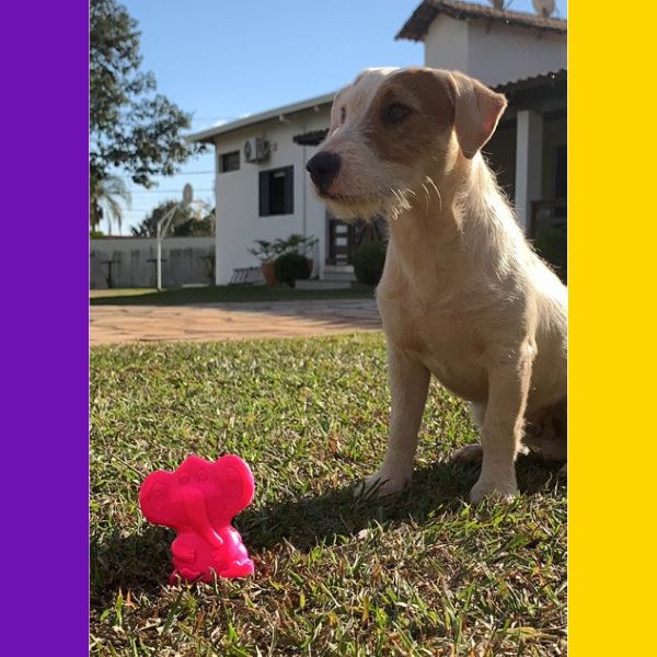 Brinquedo Porte Pequeno Elefante - Big Bull Pet