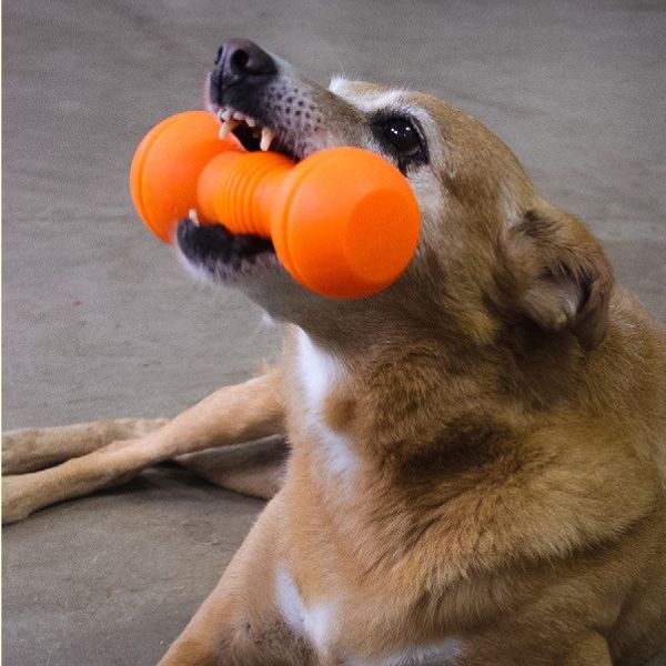 Halter Brinquedo Porte Médio - Big Bull Pet