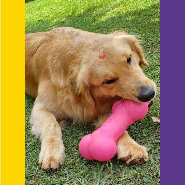 Osso Porte Grande - Big Bull Pet