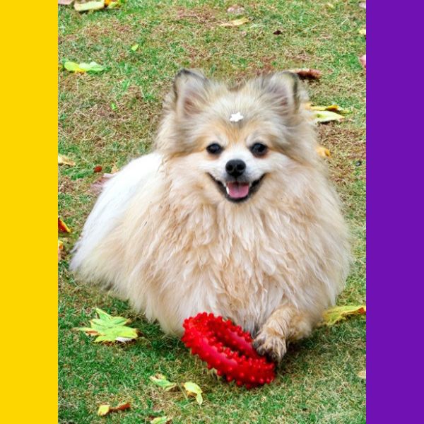 Anel Brinquedo Porte Pequeno - Big Bull Pet