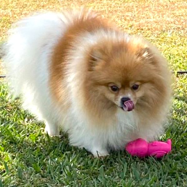 Tartaruga Brinquedo Porte Pequeno - Big Bull Pet 