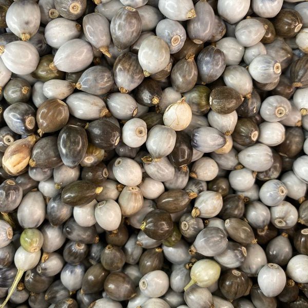 Sementes Lágrimas de Nossa Senhora - 30g
