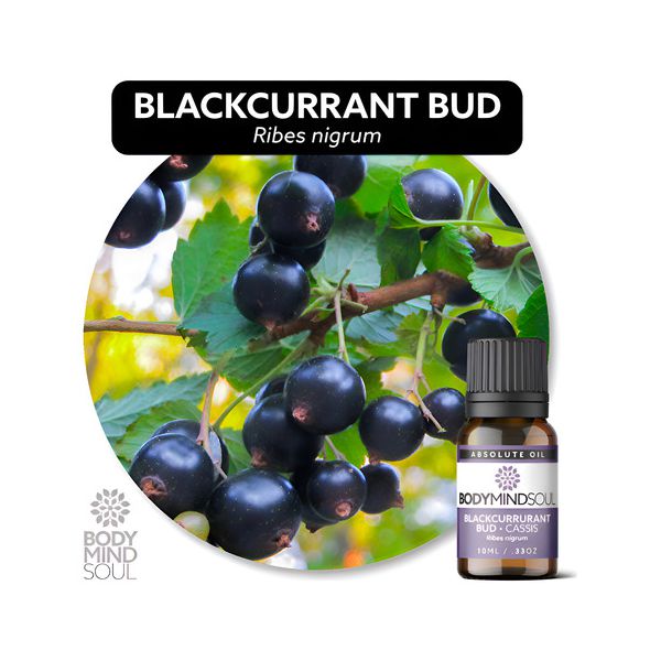 Óleo Absoluto CASSIS, GROSELHA PRETA - Blackcurrant Bud Cassis