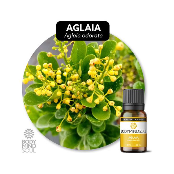 Óleo Absoluto Aglaia - Aglaia Odorata