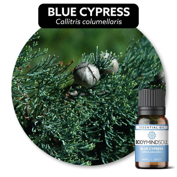 Óleo Essencial CIPRESTE AZUL - BLUE CYPRESS 50ML