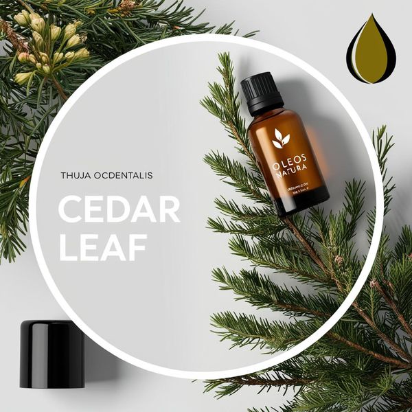 Óleo Essencial Tuia MaÇÃ - Cedar Leaf(thuja)