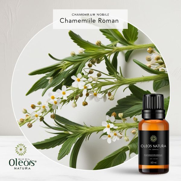 Óleo Essencial CAMOMILA ROMANA - CHAMOMILE ROMAN