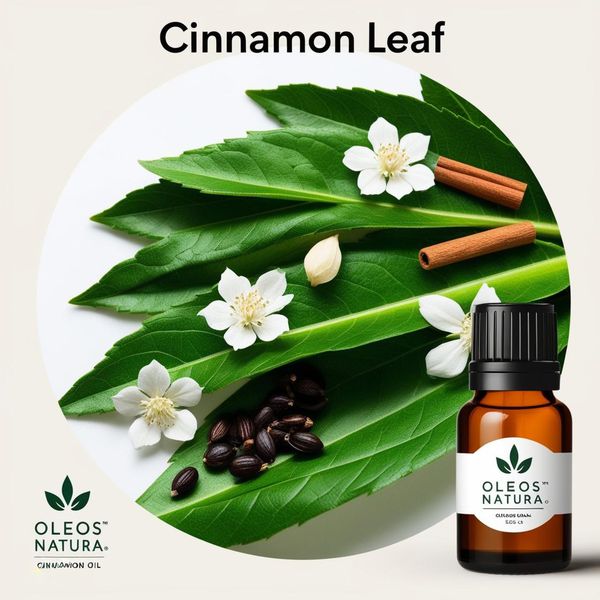 Óleo Essencial FOLHA CANELA - CINNAMON LEAF