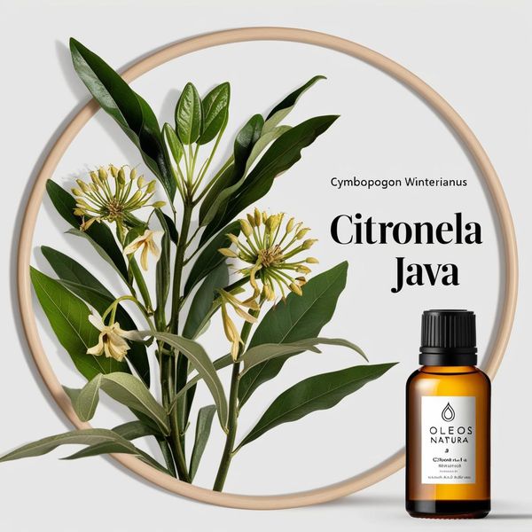Óleo Essencial Citronela Java - Citronella Java