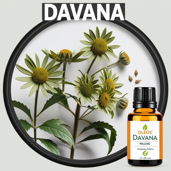 Óleo Essencial Davana - Artemisia Pallens