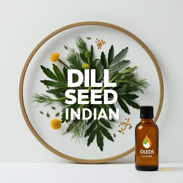Óleo Essencial ENDRO DILL SEMENTES - DILL SEED INDIAN
