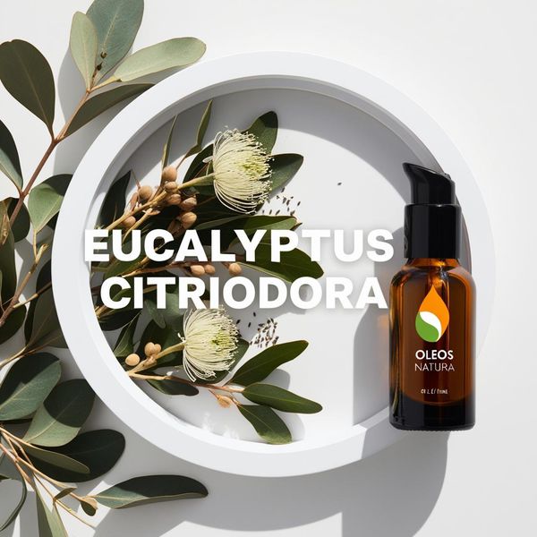 Óleo Essencial EUCALIPTO CITRIODORA - EUCALYPTUS CITRIODORA