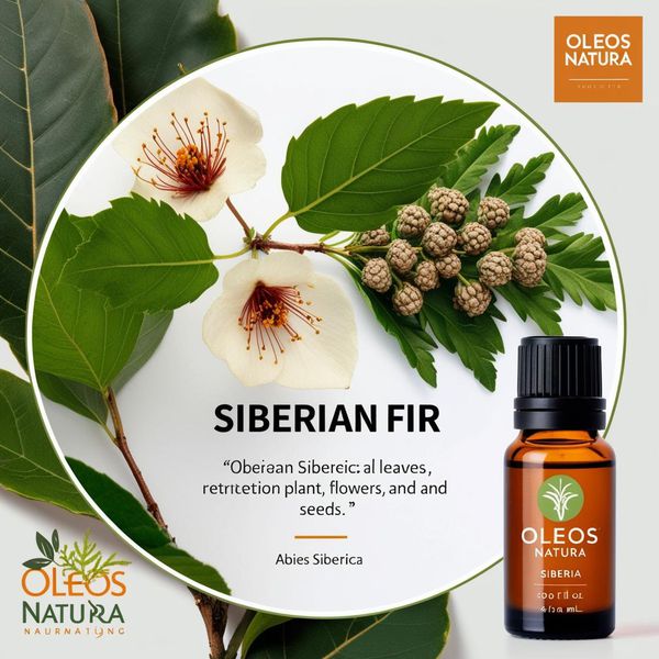 Óleo Essencial Abeto Da SibÉria - Fir Needle (siberian Fir)