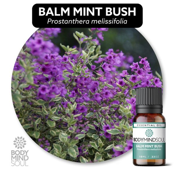 Óleo Essencial HORTELÃ-MENTA ARBUSTIVA - BALM MINT BUSH 5ML