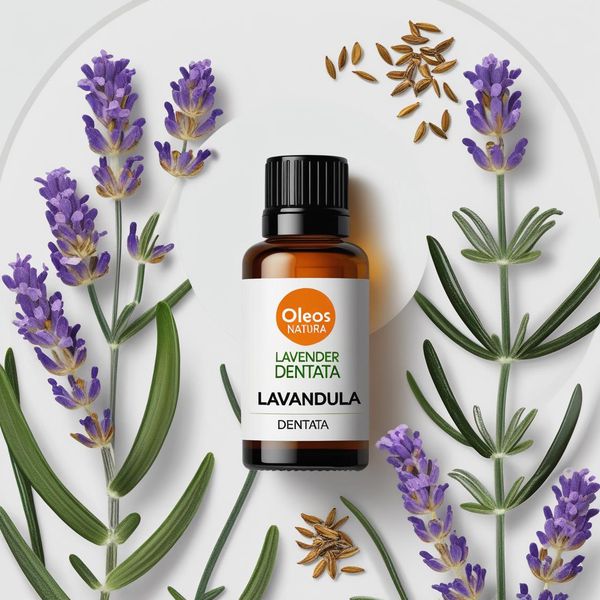 Óleo Essencial LAVANDA DENTATA - LAVENDER DENTATA