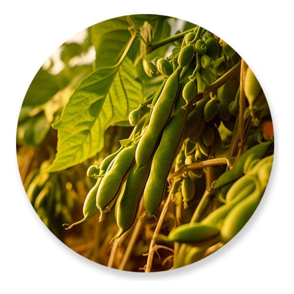 Painel Redondo 50x50 - Fazenda Agro