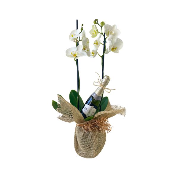 Orquídea Baby Chandon