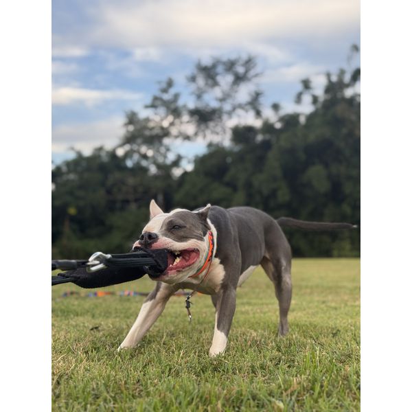 Kit spring push Petspace