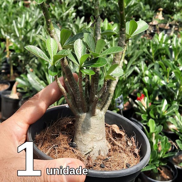 01 ROSA DO DESERTO 6 A 9 MESES DE IDADE (Adenium Obesum). 