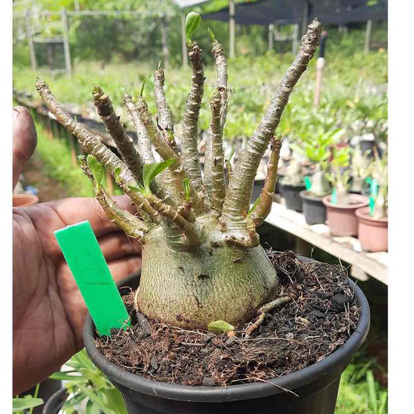Adenium Arabicum - Cruzamentos Especiais - Planta N.º: 100