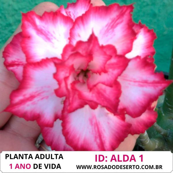 Rosa do deserto tripla matizada ALDA 1 (ALD-1) - 12 Meses