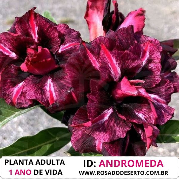 Rosa do Deserto ANDROMEDA