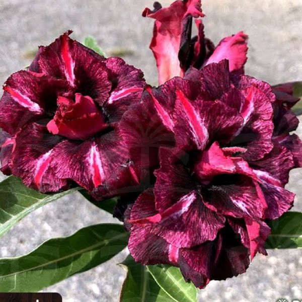 Rosa do Deserto ANDROMEDA