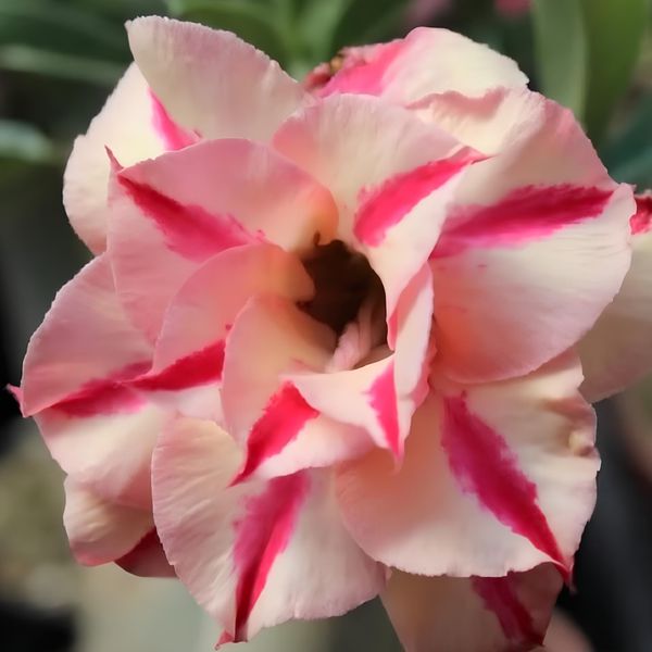 Rosa do deserto ATLANTA