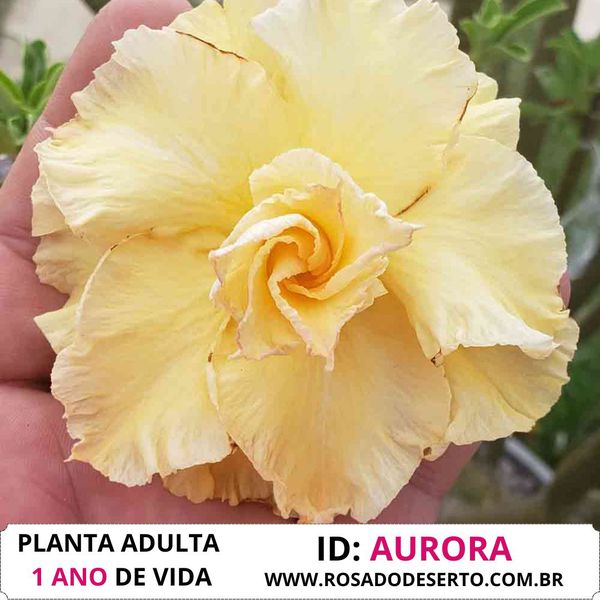 Rosa do Deserto Amarela Aurora