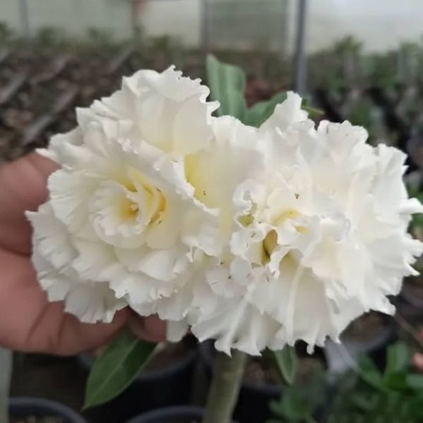 Rosa do deserto Preta BIA 19
