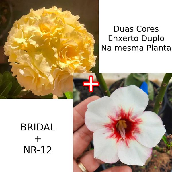 Rosa do deserto Duas Cores - BRIDAL e NR-12