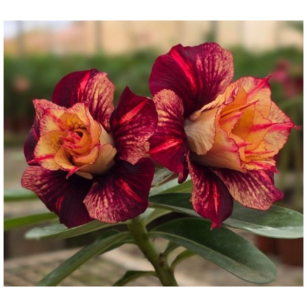 Rosa do Deserto CANAN 100 PERFUMADA