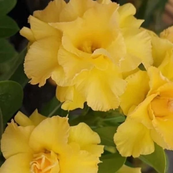 Rosa do deserto AMARELA PERFUMADA CANAN 148