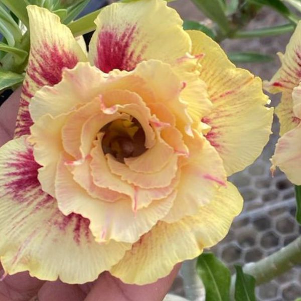 Rosa do Deserto CANAN 46