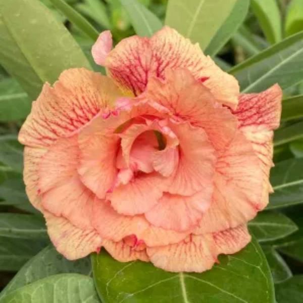 Rosa do deserto CELIS